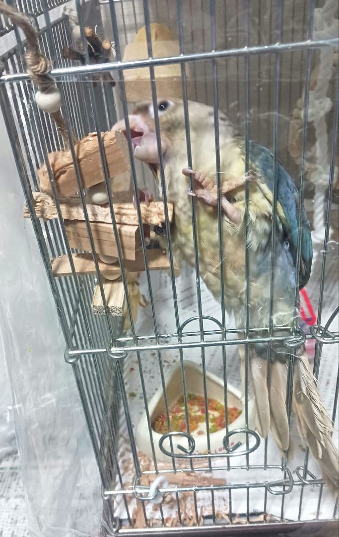 Λ50　中型　インコ　オオム　カジカジ、ガジガジおもちゃセット　かじり木