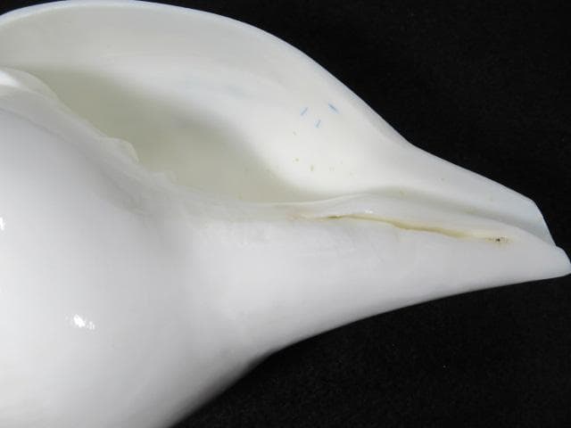 シャンクガイ　法螺貝　20.9cm　インド　No.1629